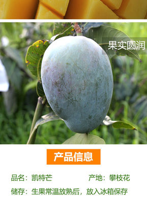 【爆甜】四川攀枝花芒果凱特大芒果超大甜芒果大青芒應(yīng)季新鮮水果【9月15日發(fā)完】