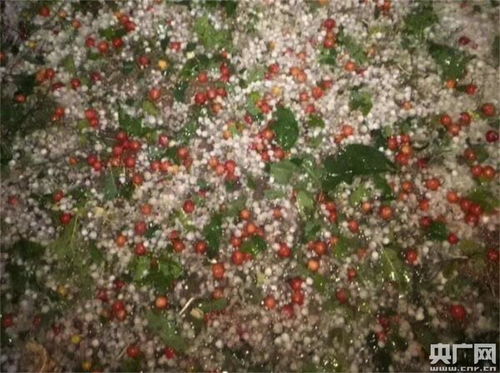 四川省攀枝花市4月13日遭遇冰雹災(zāi)害