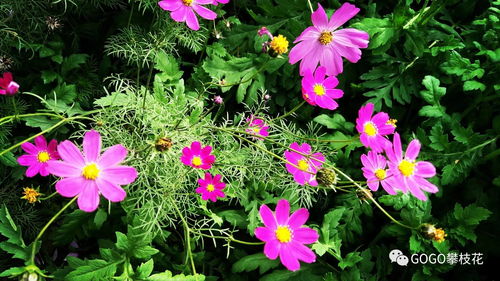 萬萬沒想到攀枝花公園里的花,在鏡頭里會(huì)這么漂亮