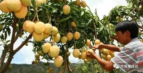 搭國際航班飛往莫斯科!攀枝花芒果首次出口俄羅斯!_財經_網