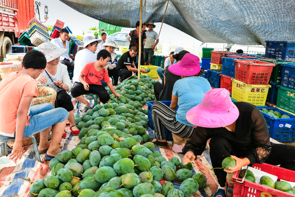 攀枝花市鹽邊縣迎來芒果大豐收