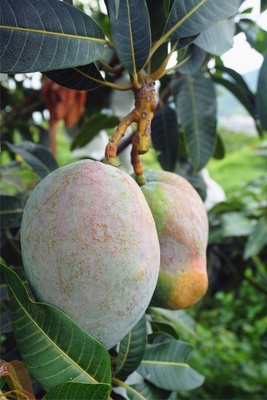 &ldquo;攀育2號&rdquo;&ldquo;攀育5號&rdquo;.攀枝花積極培育芒果新品種,助力農產品區域公用品牌打造