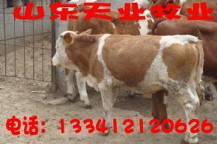 四川攀枝花本地有賣小公牛犢的嗎_農副產品_世界工廠網