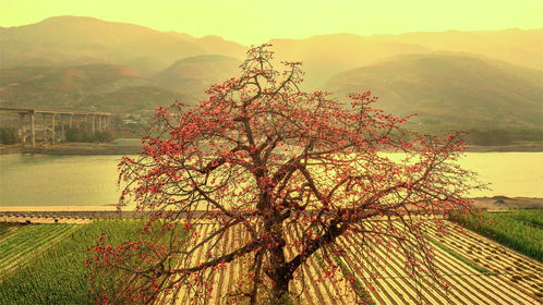 市州觀察丨攀枝花 借古樹保護,推進生態資源向旅游資源轉化