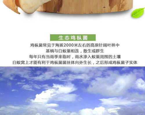 攀枝花特產(chǎn)佰菇行三源河高海拔野生雞樅菌雞菌250g 盒全國包郵