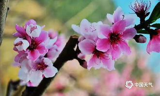 四川攀枝花暖陽相伴 桃花盛放