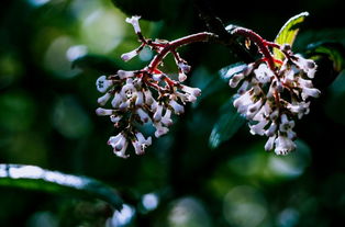 好消息 攀枝花唯一一個(gè)國家地質(zhì)公園將誕生