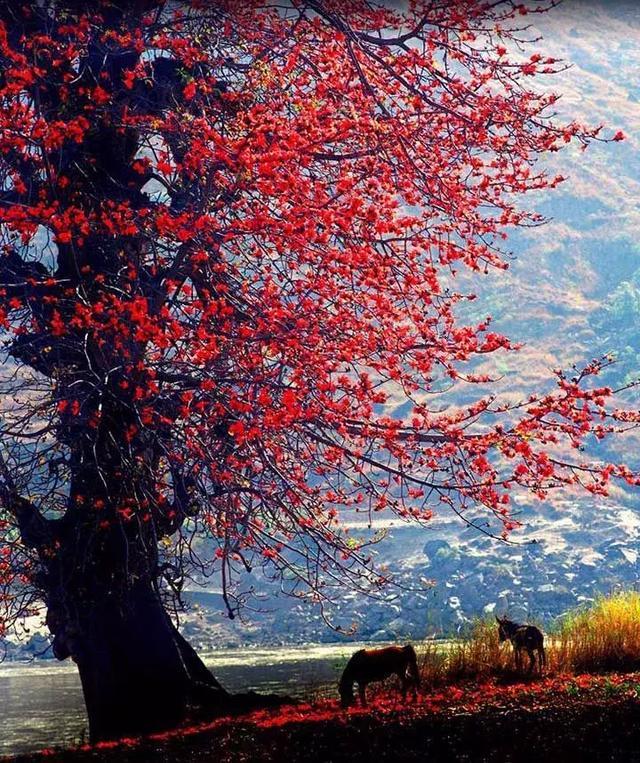 去攀枝花吧!這里除了美不勝收的風(fēng)景,還有令人心動(dòng)的冬季暖陽(yáng)