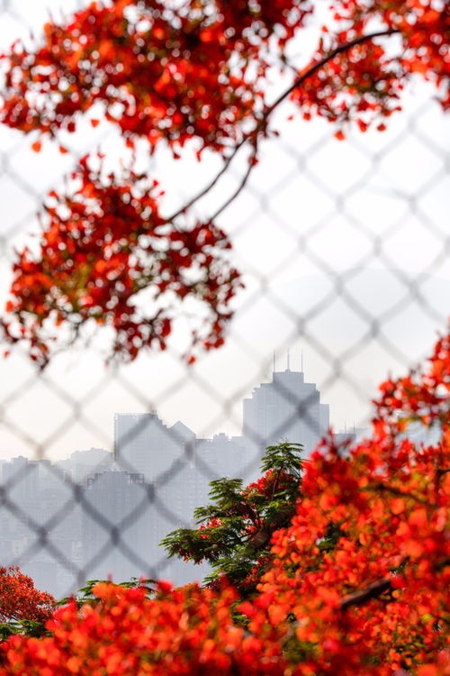 五月的攀枝花,鳳凰花瘋狂怒放,已美成畫 附海量高清美圖