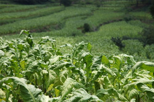 穩(wěn) 有舉措, 進 有標尺——攀枝花市煙草專賣局聚焦高質(zhì)量打造四川煙草精品企業(yè)