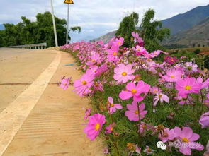 攀枝花 七彩波斯菊盛放，18公里山路成最美鄉(xiāng)村公路