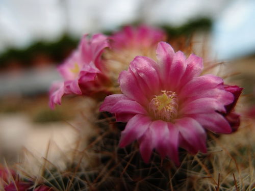 攀枝花網(wǎng)絡(luò)生態(tài)一瞥 從門(mén)戶(hù)到論壇的新媒體圖景